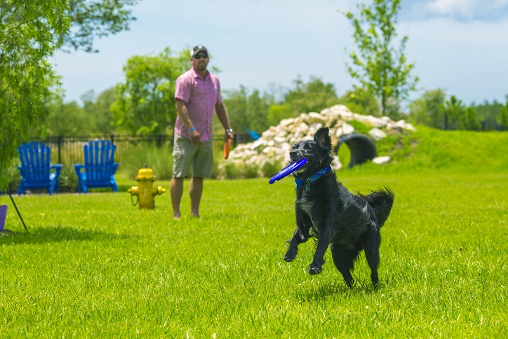 Dog playing frisbee in Bark Yard