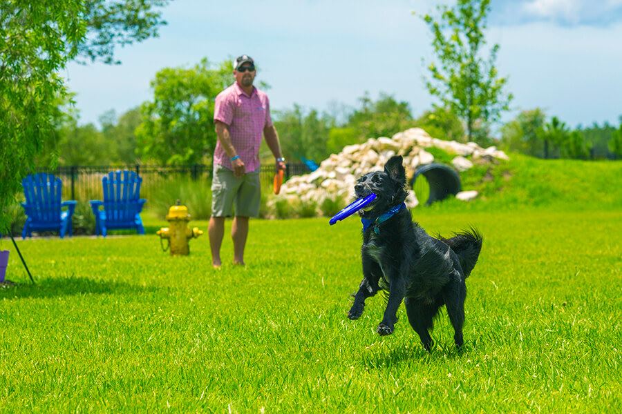 Dog and owner playing frisbee at the Bark Yard in Bexley.