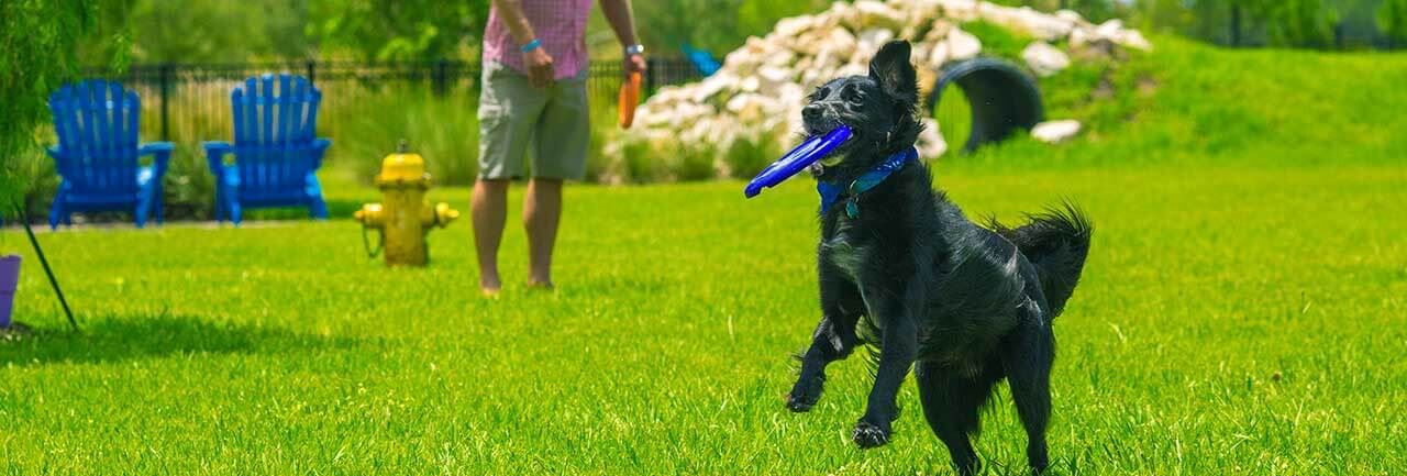 dog with frisbee at Bexley dog park