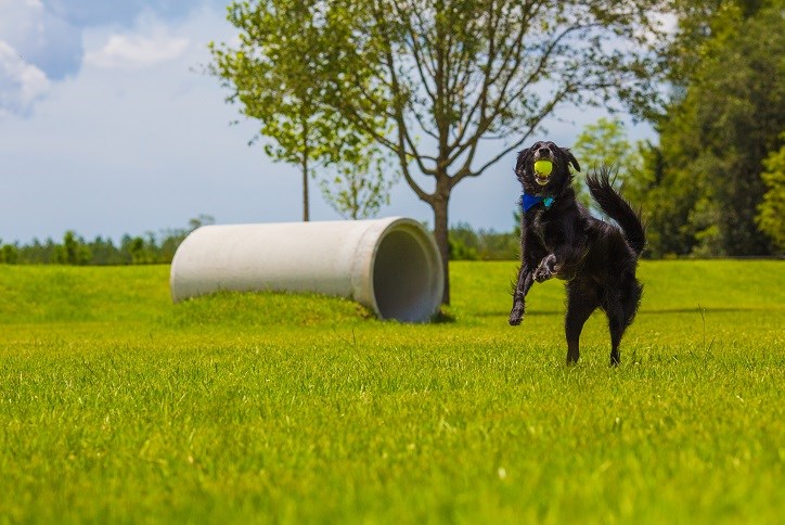 dog park blog cash running free.jpg