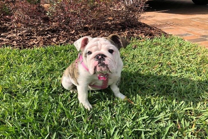 One of Bexley's 4-legged residents Amelia the bulldog puppy