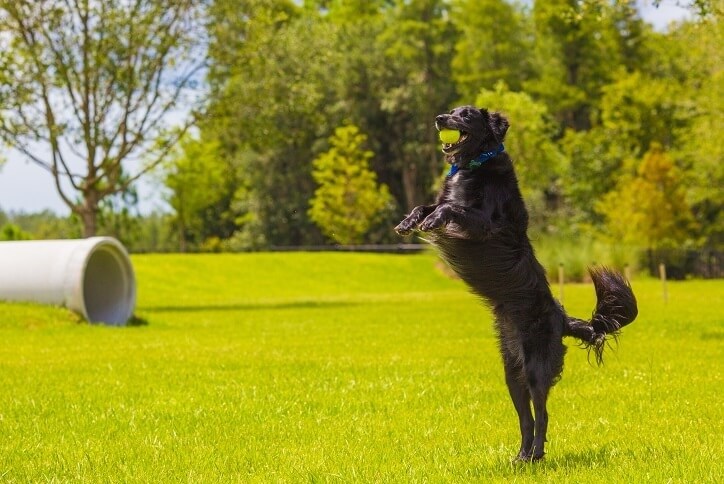 Dog Catching Ball in Bexley BarkYard Dog Park