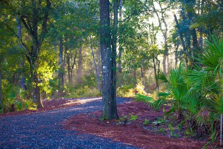 Bexley-Outdoors-Forested-Trails.jpg