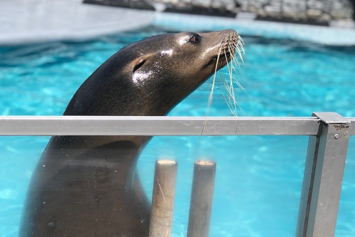 Tampa-Bush Gardens-Zoo-Seal
