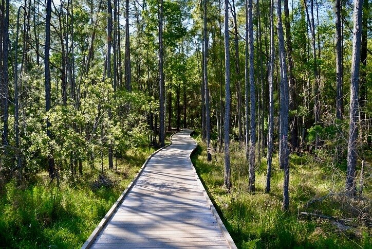 Boardwalk through trees on Sunshade Loop in Bexley