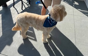Pup wearing a Bexley bandana