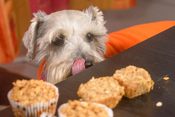 Woof Gang Bakery, The Hub at Bexley